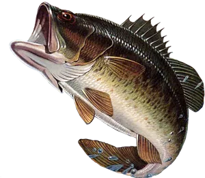 Largemouth Bass Illustration PNG Image