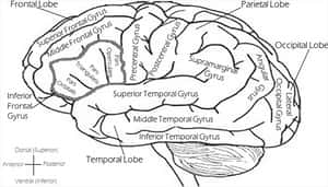 Lateral View Brain Lobesand Gyri PNG image with transparent background