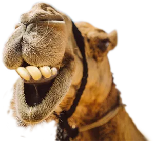 Laughing Camel Portrait PNG Image