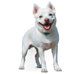 Laughing White Dog Png Luw PNG Image