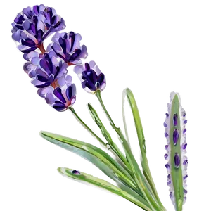 Lavender Aromatherapy Flowers Png Lko PNG Image