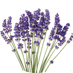 Lavender Blooms Bunch.png PNG image with transparent background