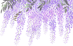 Lavender Blooms Transparent Background PNG image with transparent background