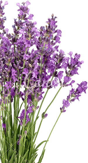 Lavender Bouquet Isolated Background PNG image with transparent background