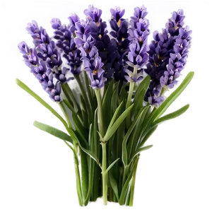 Lavender Bouquet Png Jva PNG Image