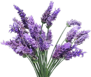 Lavender Bouquet Transparent Background PNG image with transparent background
