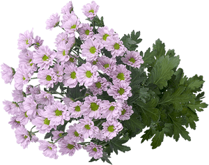 African Daisy, HD Png Download PNG image with transparent background