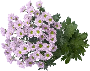 Lavender Chrysanthemums Bouquet PNG Image