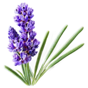 Lavender Essence Flower Png Hbq77 PNG Image