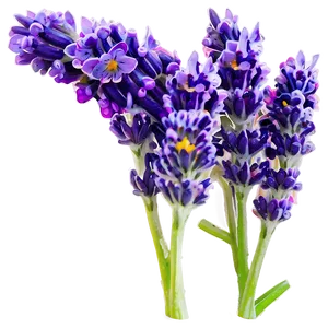 Lavender Essence Flower Png Lkl PNG Image