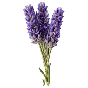 Lavender Farm Fresh Png 29 PNG Image