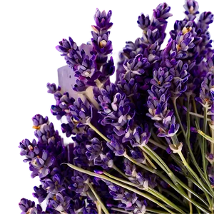 Lavender Farm Fresh Png 83 PNG Image