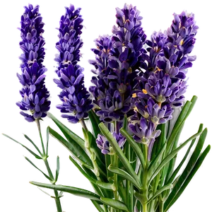 Lavender Farm Fresh Png Krl PNG Image