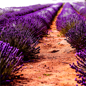 Lavender Field Path PNG 06202024 PNG with transparent background