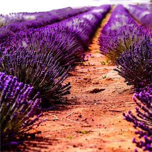 Lavender Field Path Png 06202024 PNG Image