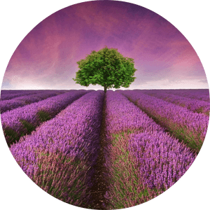 Lavender Field Solitary Tree PNG image with transparent background