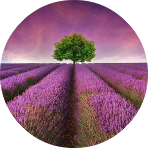 Lavender Field Solitary Tree PNG Image