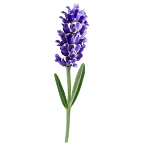 Lavender Flower A PNG Image