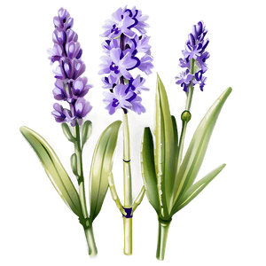 Lavender Flower PNG 05062024 PNG image with transparent background