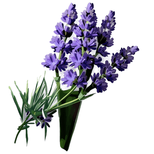 Lavender Flower PNG 05062024 PNG image with transparent background