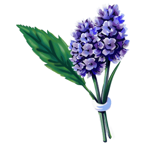 Lavender Flower PNG bjs25 PNG image with transparent background