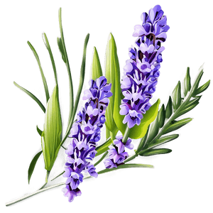 Lavender Flower PNG hsl PNG image with transparent background