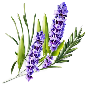 Lavender Flower Png Hsl PNG Image