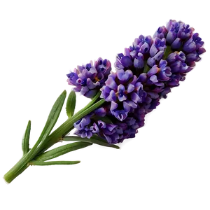 Lavender Flower Png Yyf PNG Image