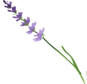 Lavender Flower Stem.png PNG with transparent background