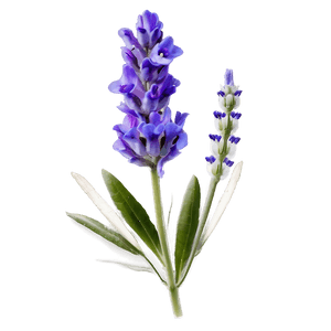 Lavender Flower Transparent PNG qbs54 PNG