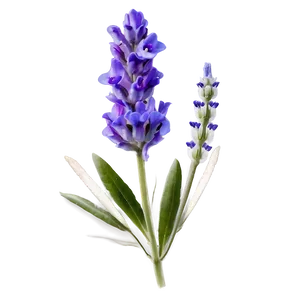 Lavender Flower Transparent Png Qbs54 PNG Image