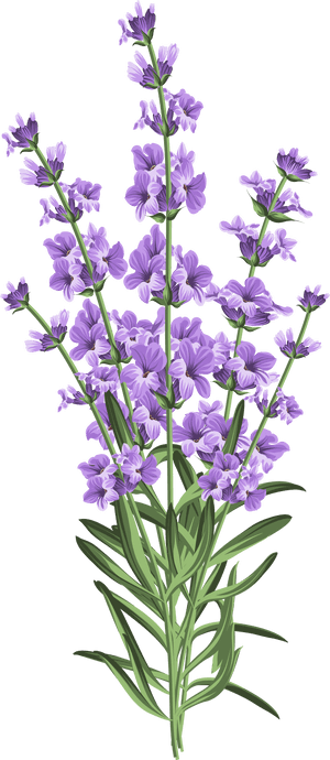 Lavender Flowers Illustration PNG