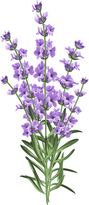 Lavender Flowers Illustration PNG Image