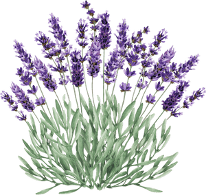 Lavender Flowers Illustration PNG with transparent background