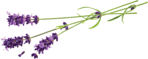 Lavender Flowers Transparent Background PNG image with transparent background