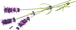 Lavender Flowers Transparent Background PNG Image