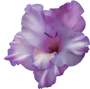 Purple Gladiolus Flower Png , Png Download, Transparent Png PNG with transparent background