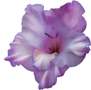 Lavender Gladiolus Bloom.png PNG Image