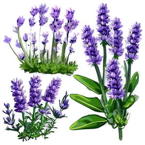 Lavender Herb Garden Png Hjm9 PNG Image