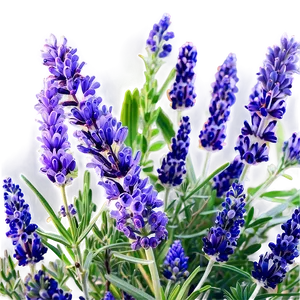 Lavender Herb Garden Png Jfm PNG Image