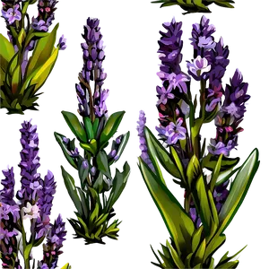 Lavender Plant A PNG Image