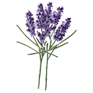 Lavender Plant C PNG Image