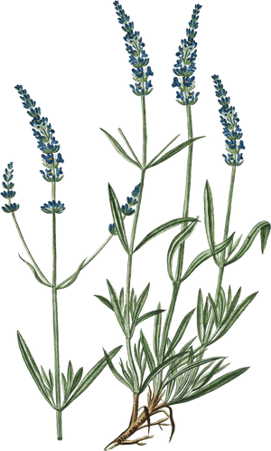 Lavender Plant Illustration PNG image with transparent background