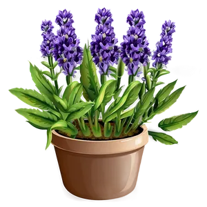 Lavender Plant In Pot Png 06282024 PNG Image