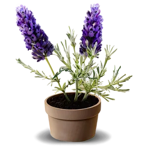 Lavender Plant In Pot Png Tgs81 PNG Image