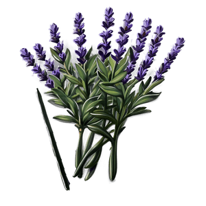 Lavender Plant PNG 55 PNG image with transparent background