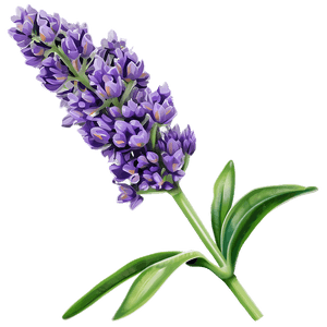 Lavender Plant PNG 7 PNG image with transparent background