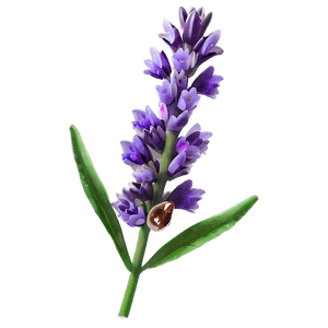 Lavender Plant PNG 89 PNG image with transparent background