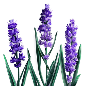 Lavender Plant PNG umv55 PNG image with transparent background