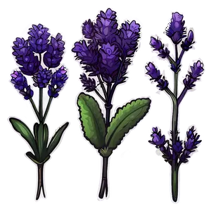 Lavender Plant Silhouette Png 06282024 PNG Image